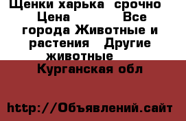 Щенки харька! срочно. › Цена ­ 5 000 - Все города Животные и растения » Другие животные   . Курганская обл.